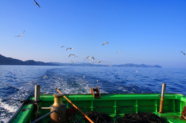 定置網漁の船を追跡するウミネコ